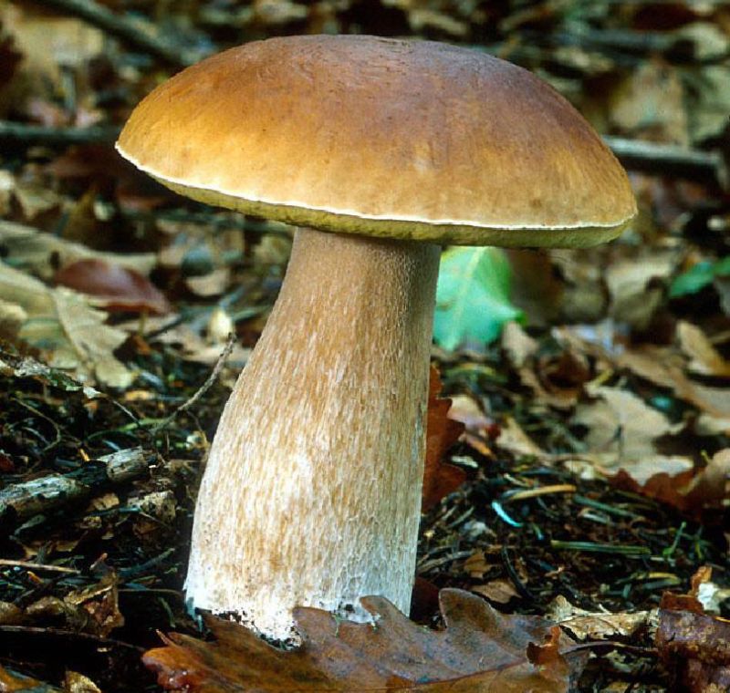Imagen de boletus