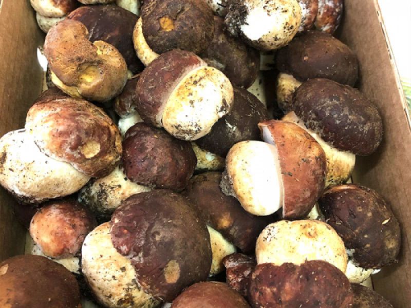 Boletus Boletus