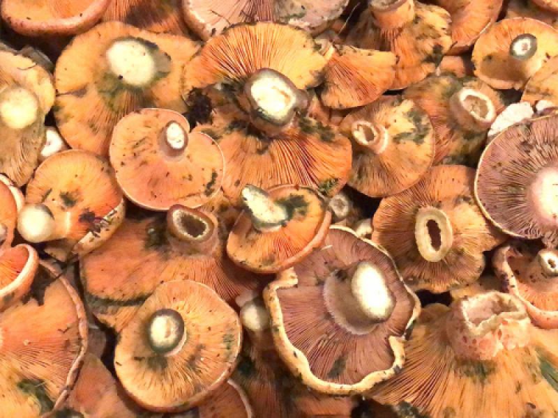 niscalo niscalo
