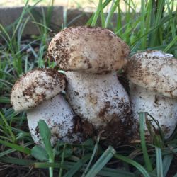Imatge de diversos ceps al camp