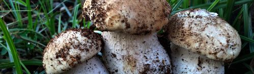 Venda de bolets i tòfones