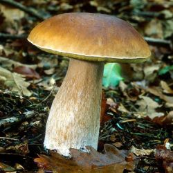 Imatge de ceps