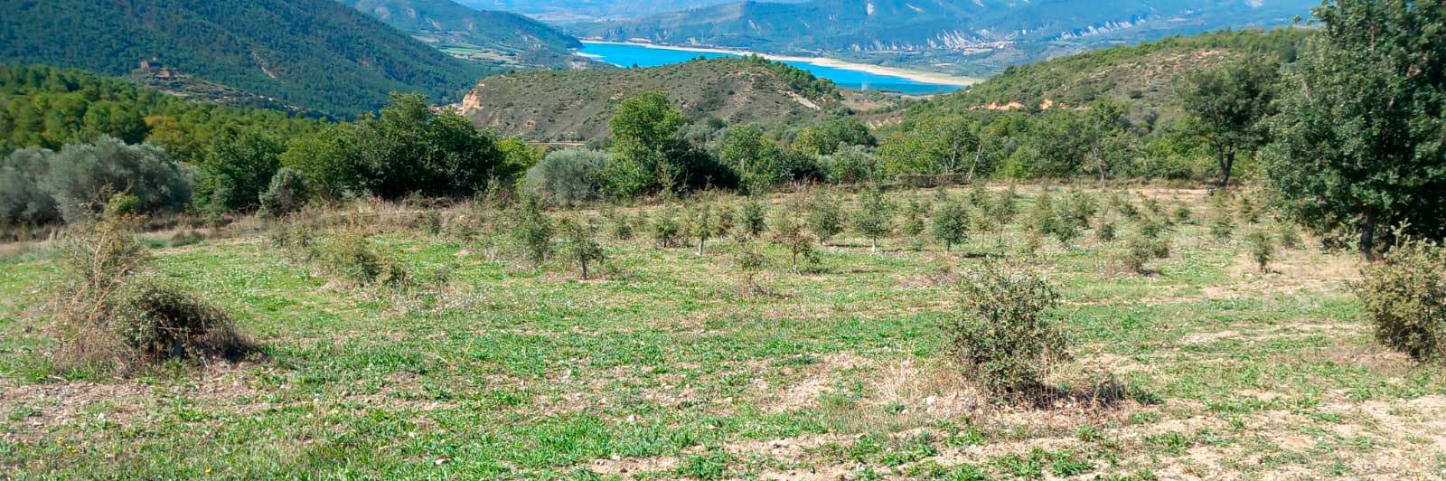 Majorista de bolets a Tarragona