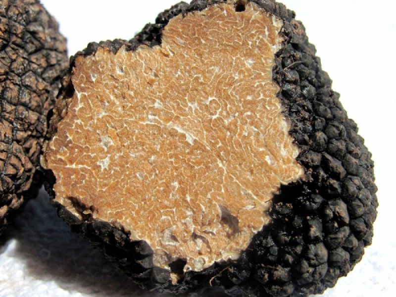 trufa de verano trufa de verano