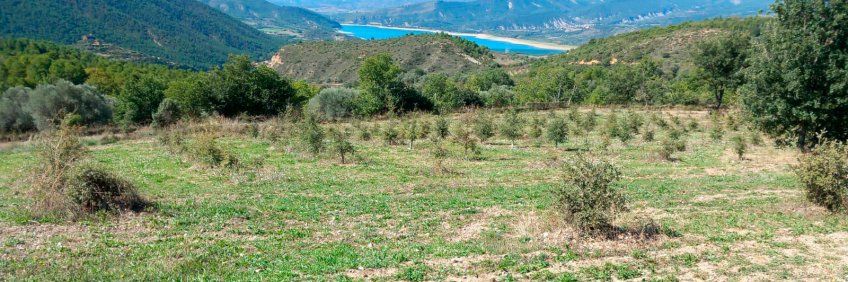 Majorista de bolets a Tarragona