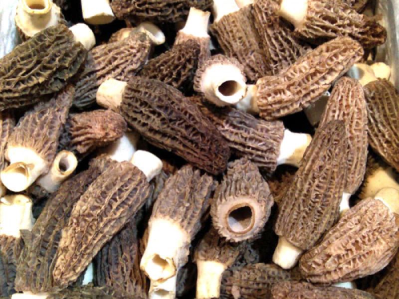 Colmenilla Colmenilla