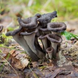 Craterellus cornucopioide