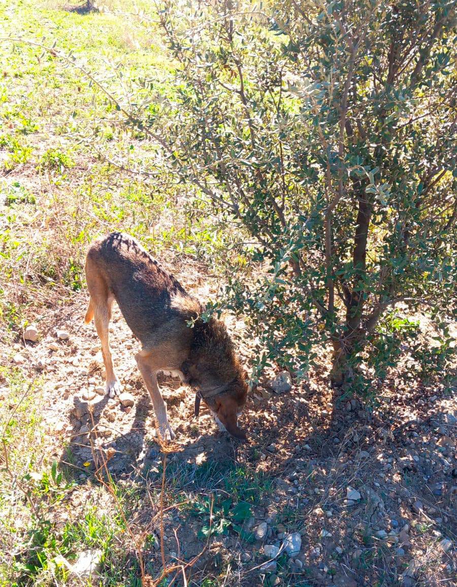 Majorista de bolets Tarragona